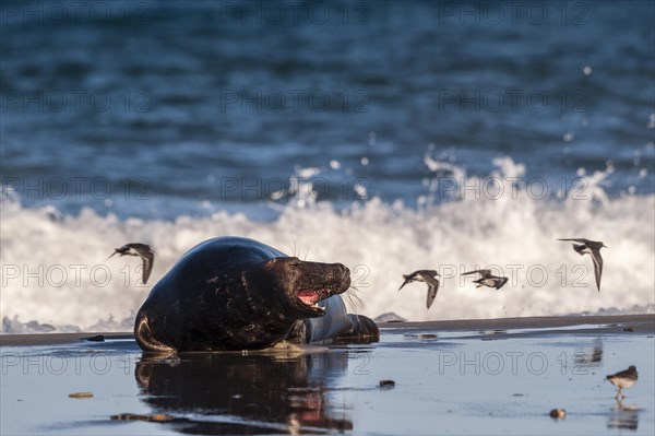 Grey seal