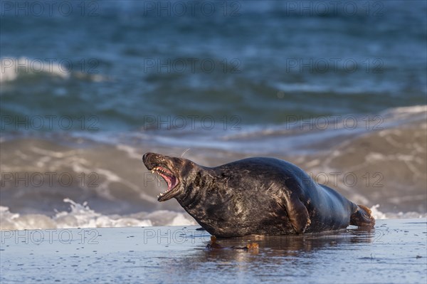 Grey seal