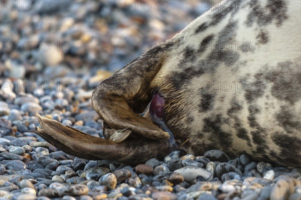 Grey seal