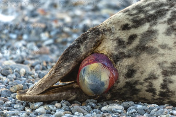 Grey seal