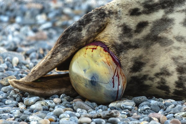 Grey seal