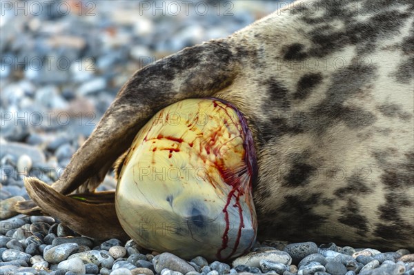 Grey seal