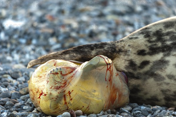 Grey seal