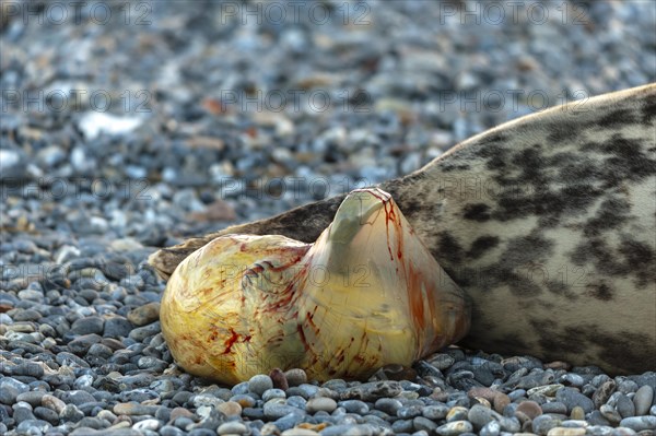 Grey seal