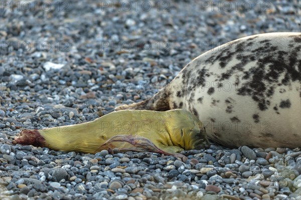 Grey seal