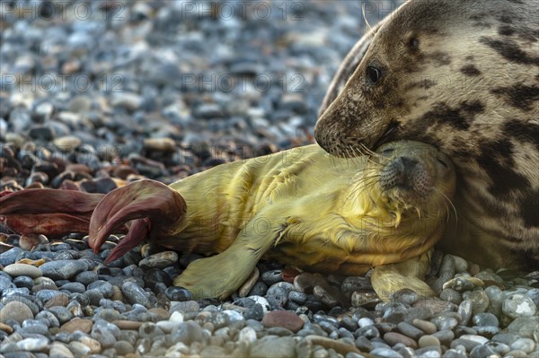 Grey seal