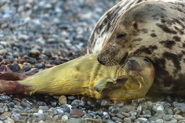 Grey seal