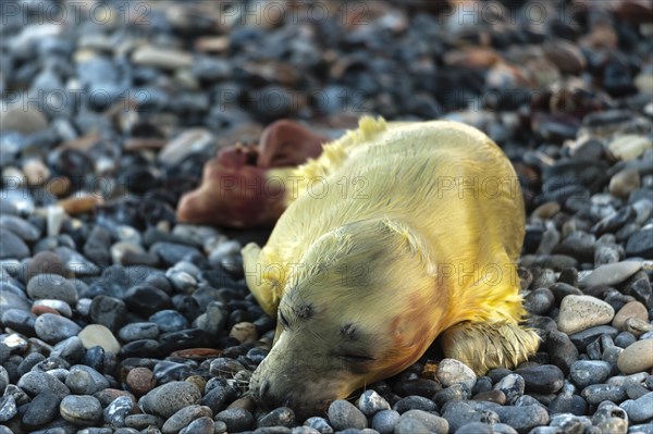Grey seal