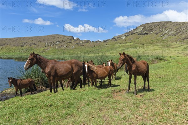 Horses in the Rano Raraku crater
