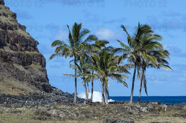 Palm trees