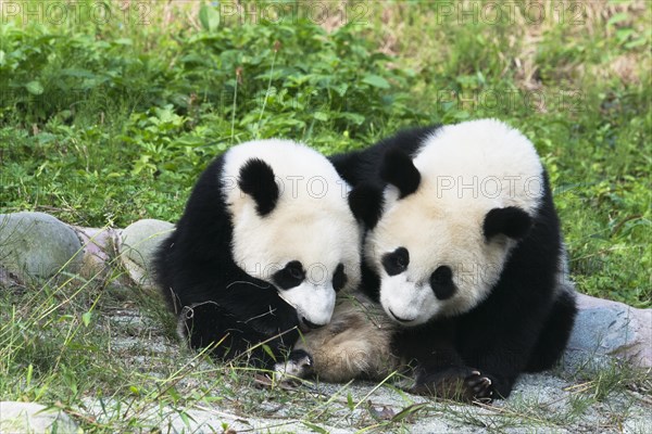 Two Giant Pandas