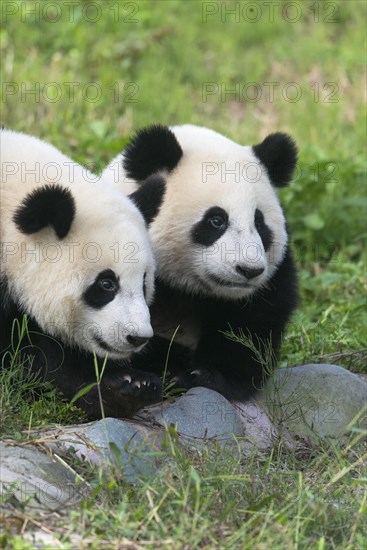 Two Giant Pandas