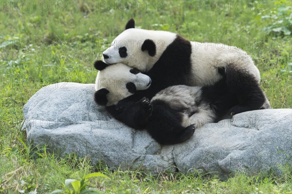 Two Giant Pandas