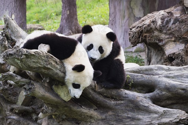 Two Giant Pandas