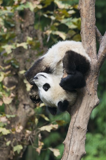 Giant Panda