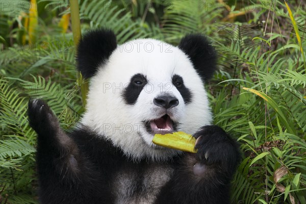 Giant Panda