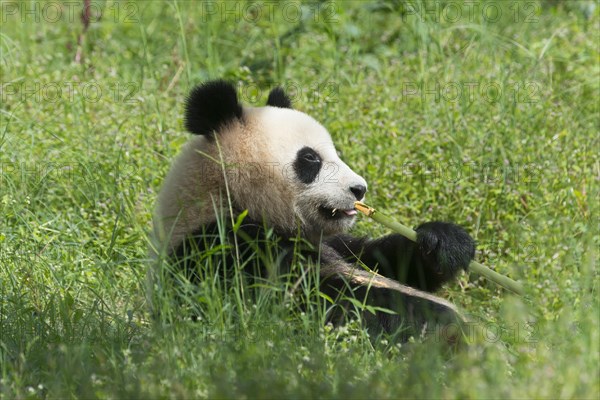 Giant Panda