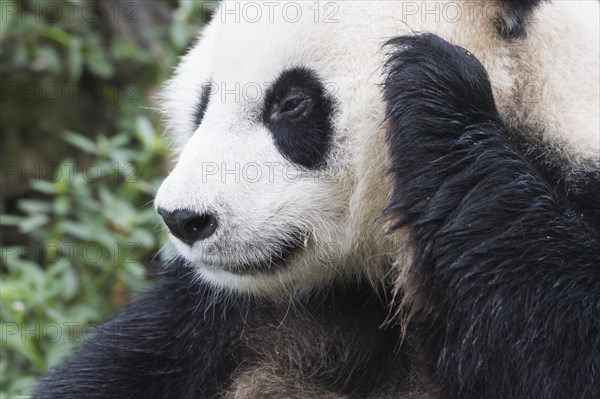 Giant Panda