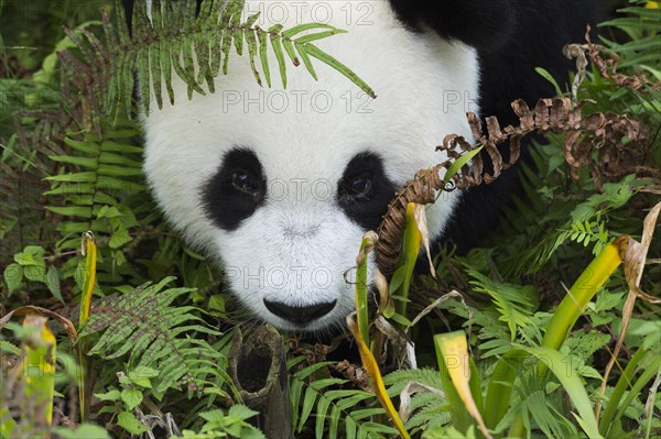 Giant Panda