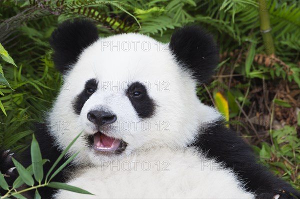 Giant Panda