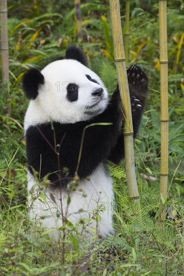 Giant Panda