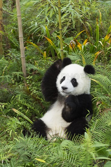 Giant Panda