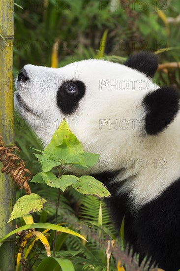 Giant Panda