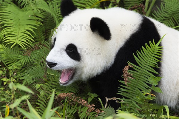 Giant Panda