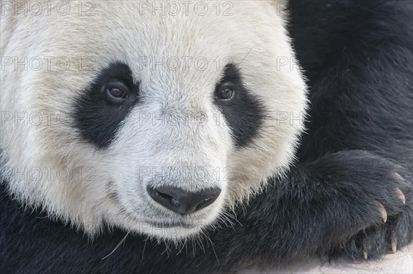 Giant Panda