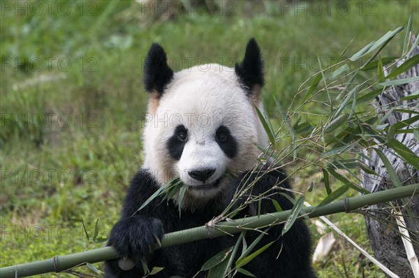 Giant Panda