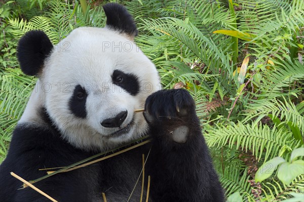 Giant Panda