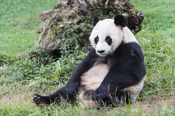 Giant Panda