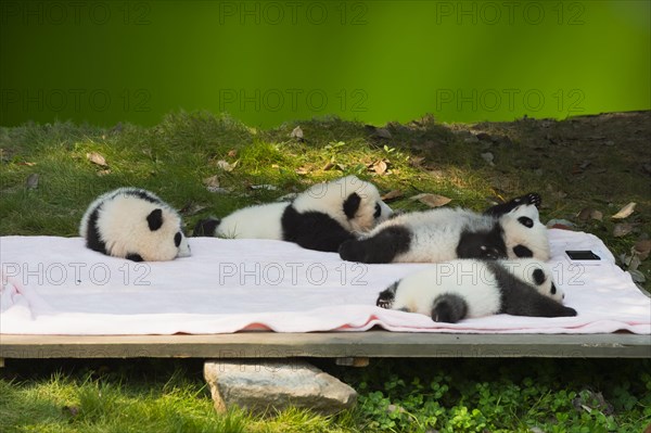 Giant Pandas