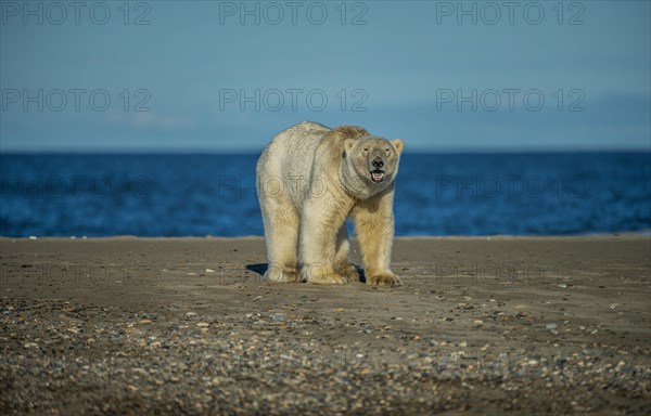 Polar Bear