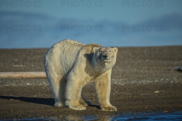 Polar Bear