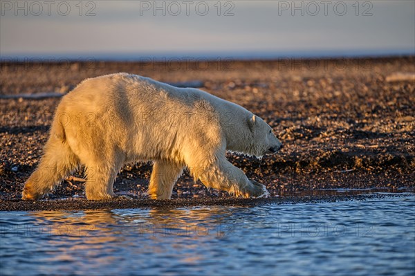 Polar Bear