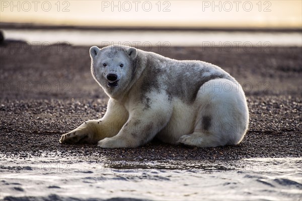 Polar bear