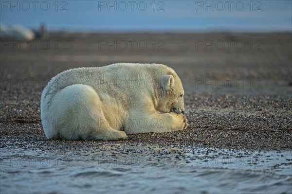 Polar bear