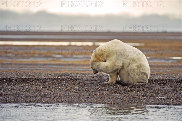 Polar bear