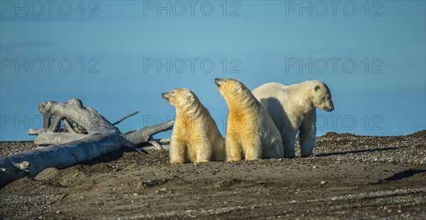 Polar bear