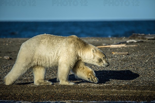 Polar bear