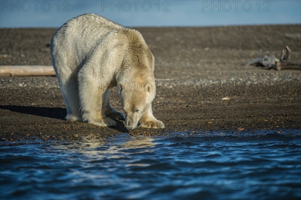 Polar bear