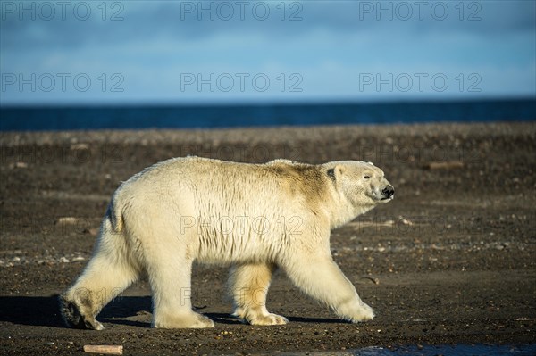 Polar bear