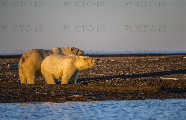 Polar bear