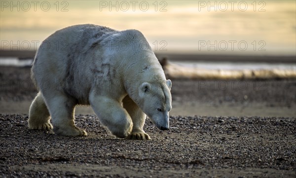 Polar Bear