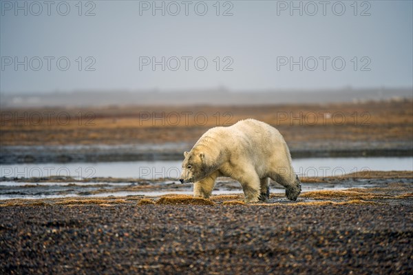 Polar bear