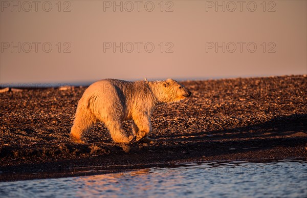 Polar bear