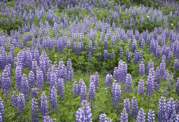 Nootka Lupine