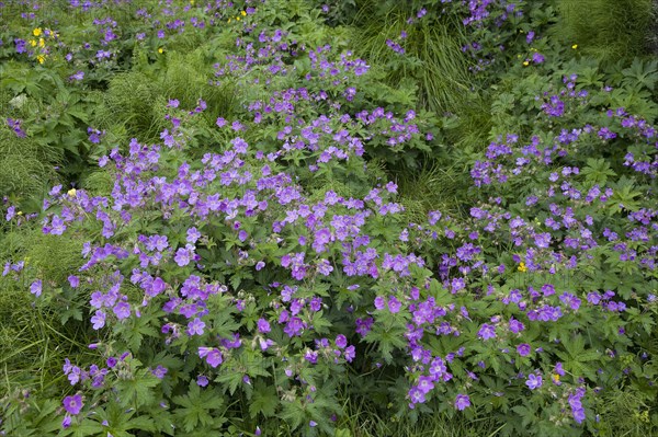 Wood cranesbill or woodland geranium