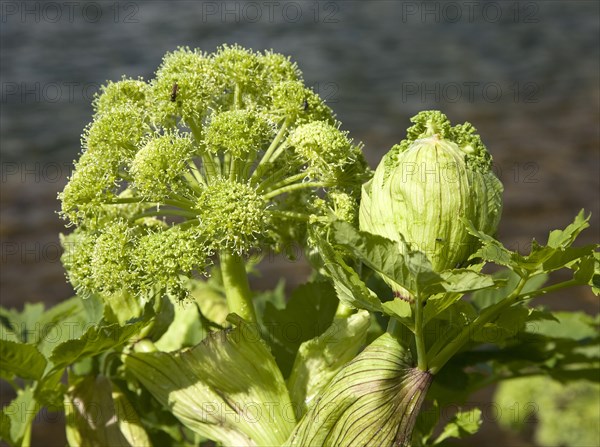 Norwegian angelica